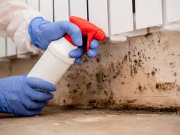 Best Mold Odor Removal Services in Santa Cruz, CA